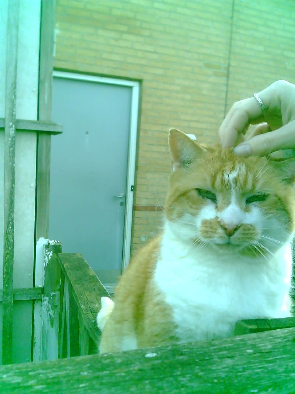 An old cat being petted.