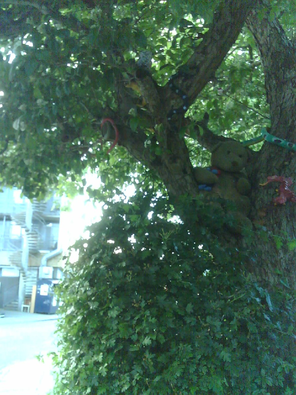 An old teddy bear sitting in a tree, covered in moss.