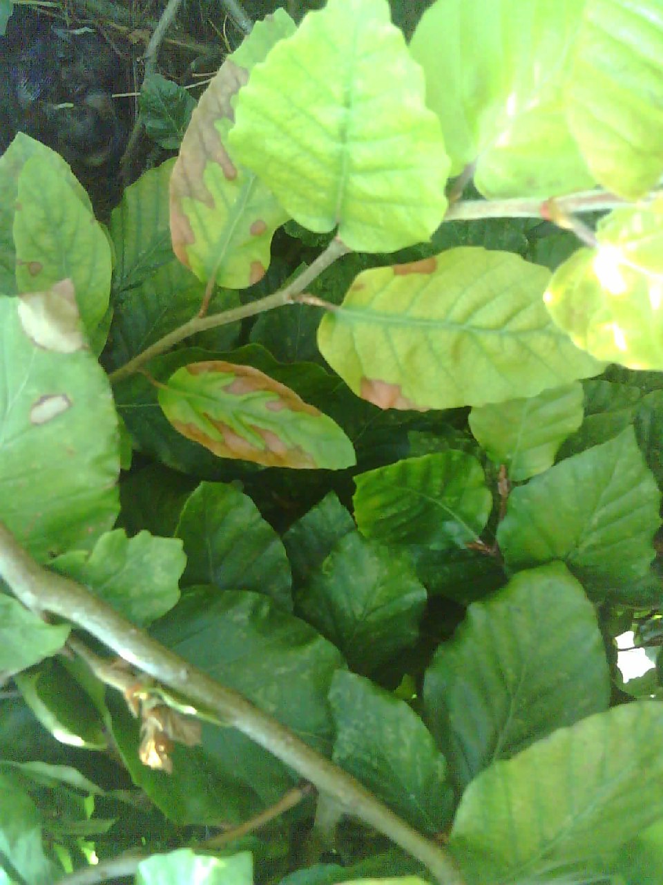 A nest of blackbirds hidden away in the hedge.