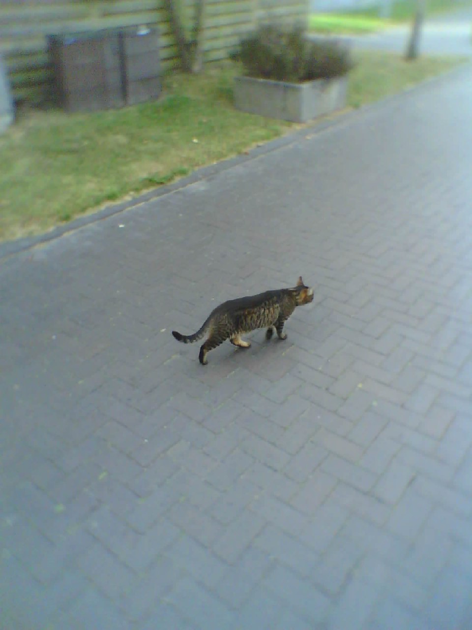 En kat på gaden.